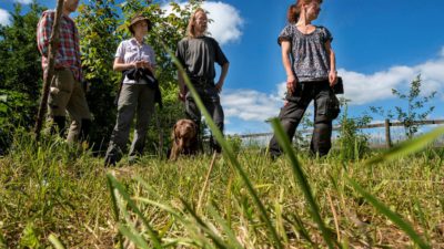 Fyra odlare står och inspekterar marken. I mitten av odlarna är en hund.
