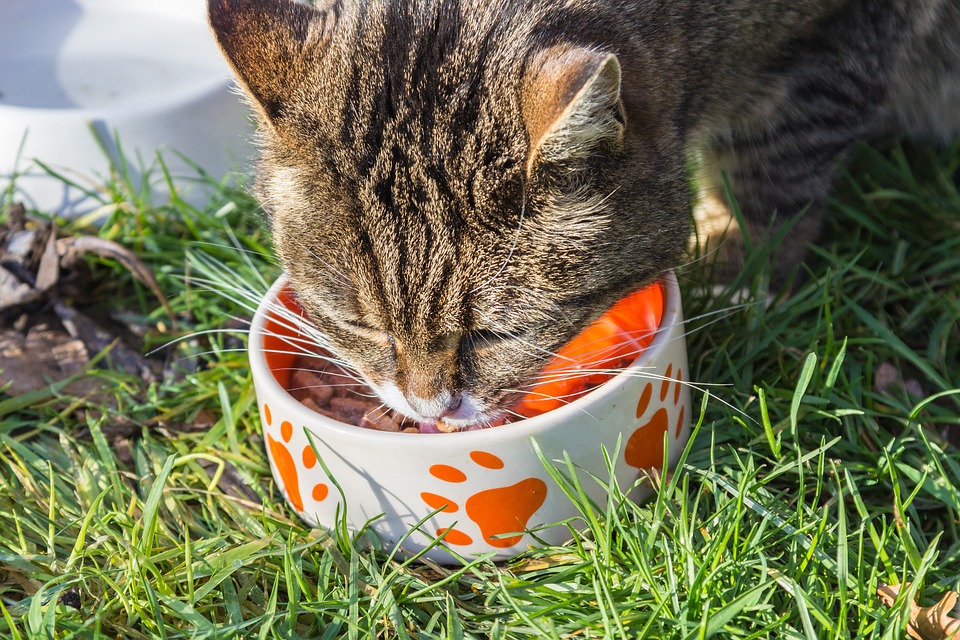 En katt äter mat ur sin matskål.