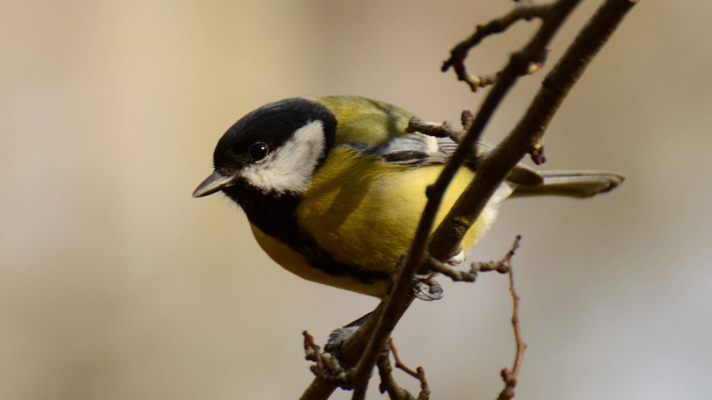 En talgoxe som sitter på en gren. Den är gul på bröstet och svart på huvudet, med vita fläckar runt ögonen.