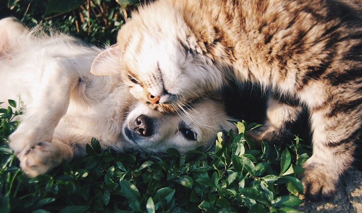 En hund och en katt ligger på en gräsmatta. De trycker sina huvud mot varandra och ser väldigt gosiga ut.