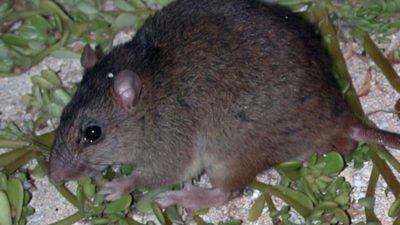 En brun råtta