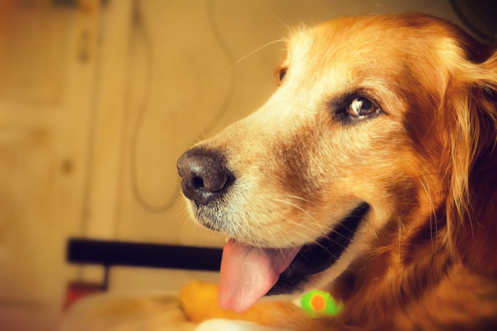 Hund