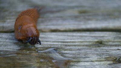 Många mördarsniglar i år.